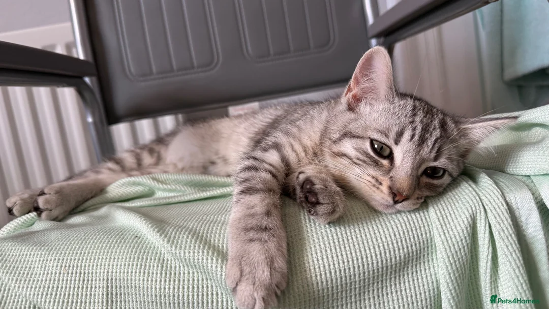 Mixed Breed cats for sale: Kitten for sale - Advert 1