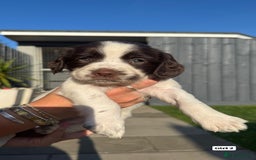 English Springer Spaniel dogs for sale: ✨ Working English Springer Spaniel Puppies ✨ - Image 8