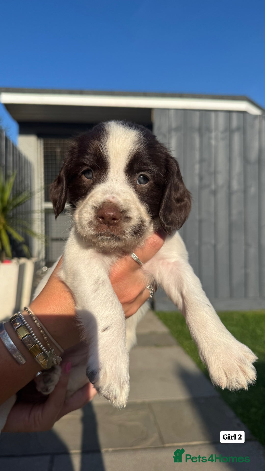 English Springer Spaniel dogs for sale: ✨ Working English Springer Spaniel Puppies ✨ - Image 8