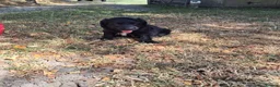 Mixed Breed dogs for sale: Beautiful Sprollies  - Advert 14