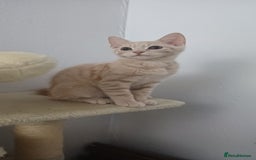 British Shorthair cats for sale: Cream male kitten  - Image 2