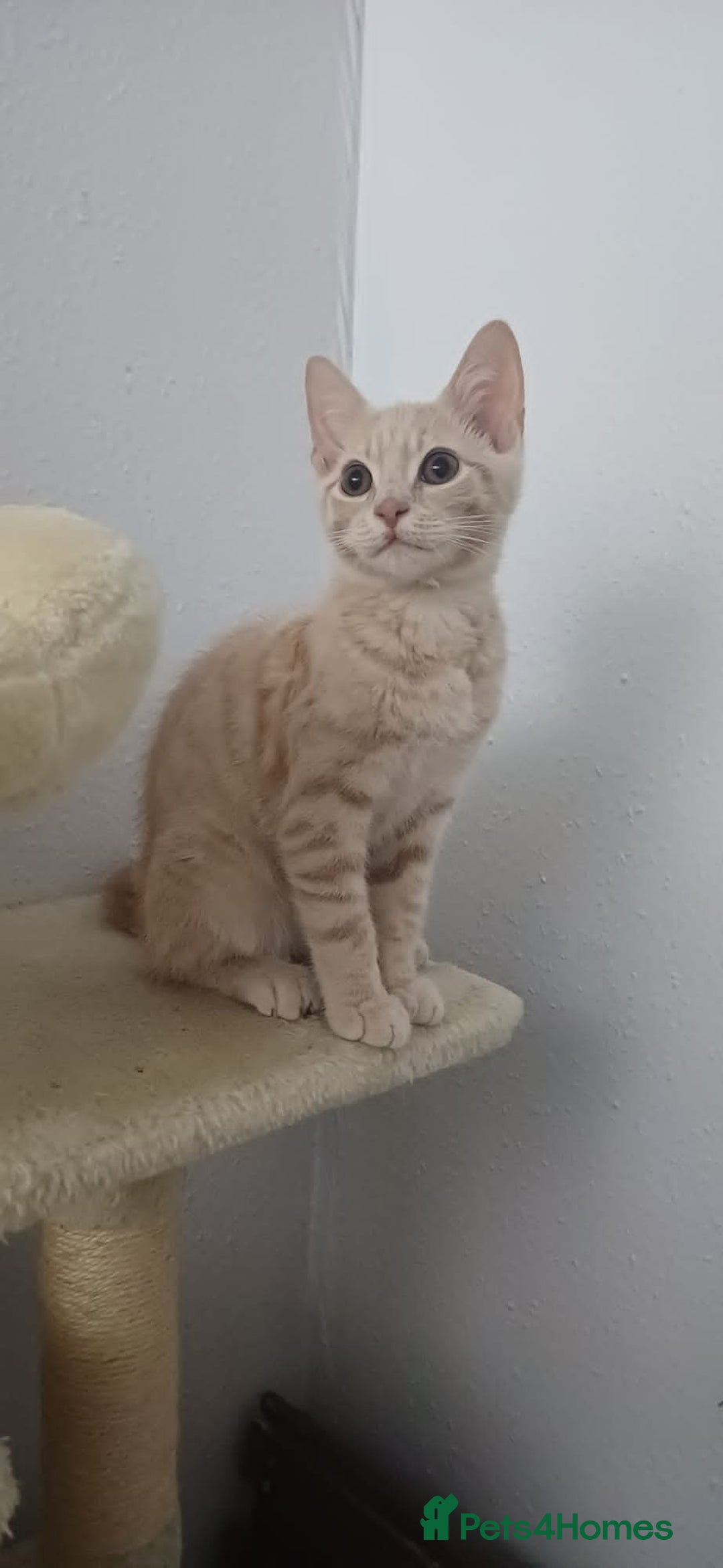 British Shorthair cats for sale: Cream male kitten  - Image 2
