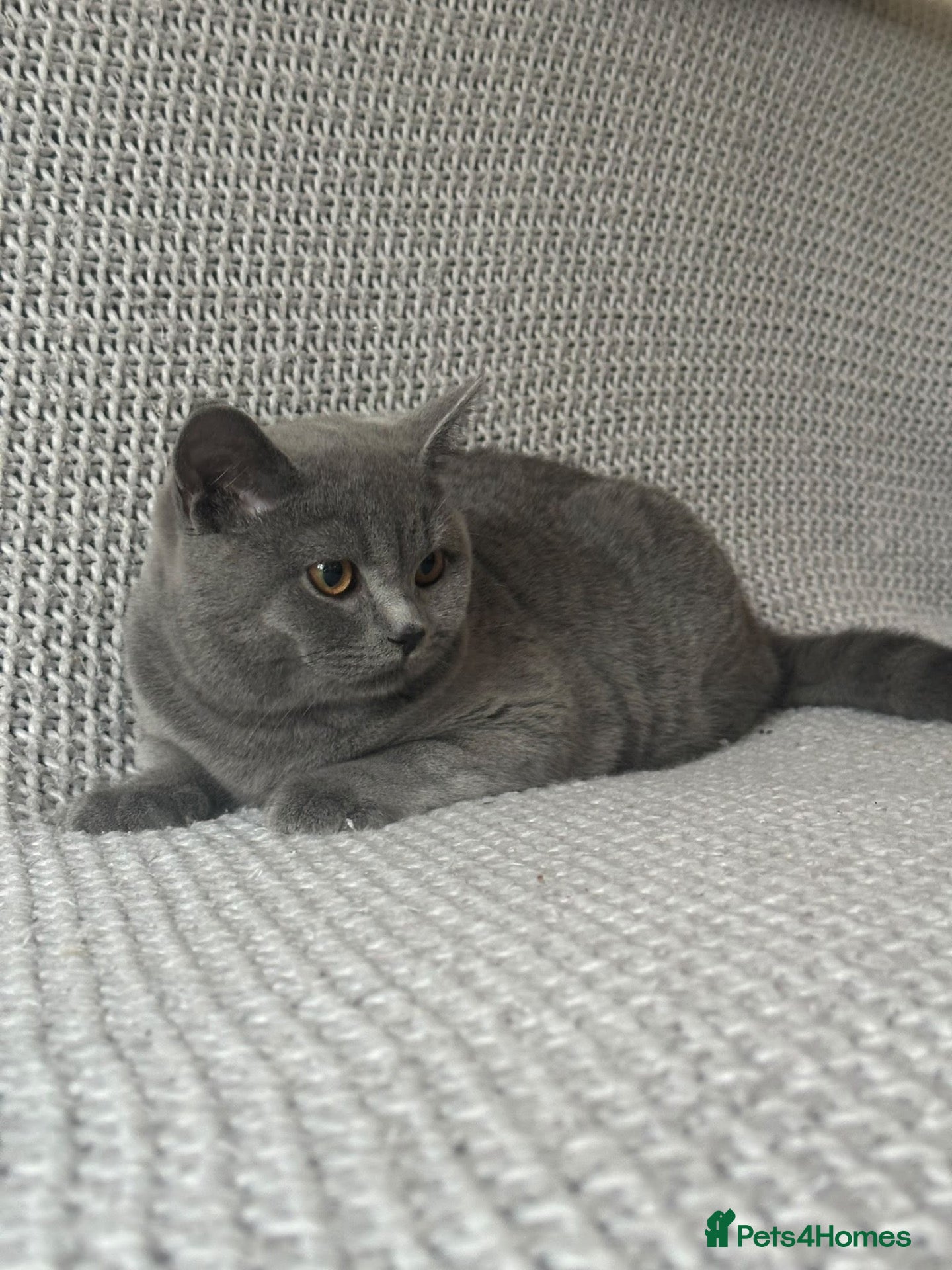Scottish Fold cats Gorgeous Blue Boy – Vaccinated and ready to go🐈 - Advert 1
