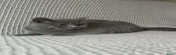 Scottish Fold cats for sale: Gorgeous Blue Boy – Vaccinated and ready to go🐈 - Advert 1