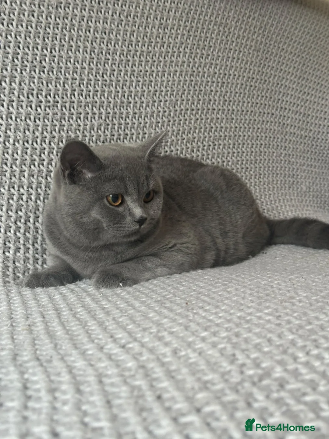 Scottish Fold cats for sale: Gorgeous Blue Boy – Vaccinated and ready to go🐈 - Advert 1