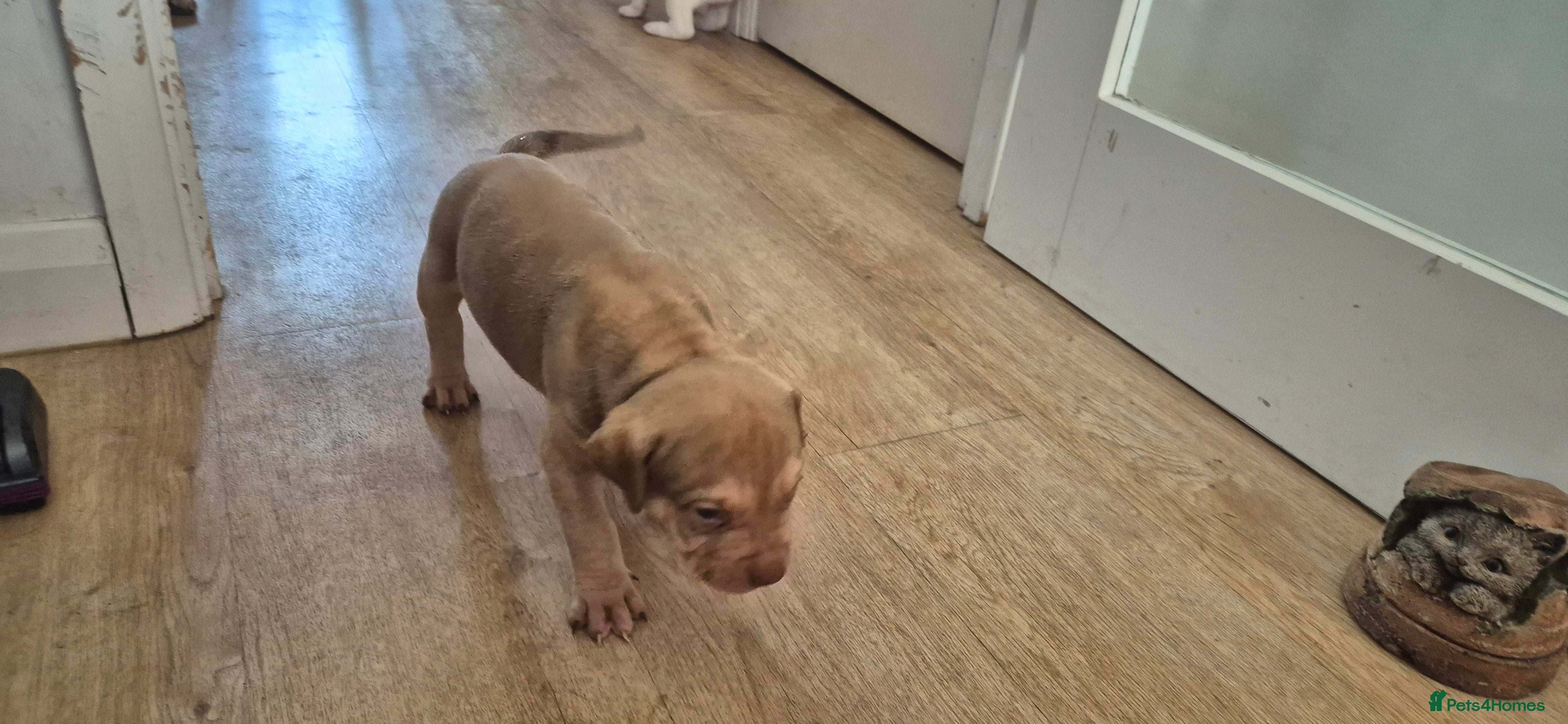 Mixed Breed dogs Beautiful Staffy x pups - friendly and healthy - Advert 2