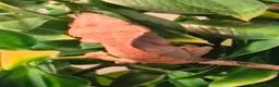 Gecko reptiles for sale: Baby Harley Quinn Crested Gecko  in South Shields - Advert 5