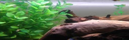 Platies fish for sale: Guppies - Advert 3