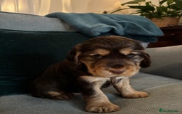 Cocker Spaniel dogs for sale: Outstanding FN clear kc reg cocker spaniel puppies - Image 6