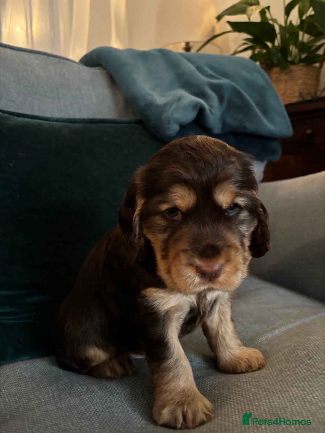 Cocker Spaniel dogs for sale: Outstanding FN clear kc reg cocker spaniel puppies - Image 6