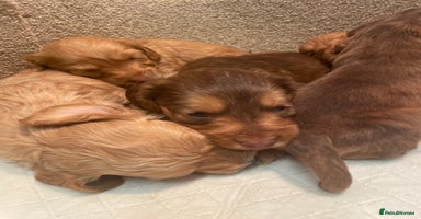Cockapoo dogs - Advert 3