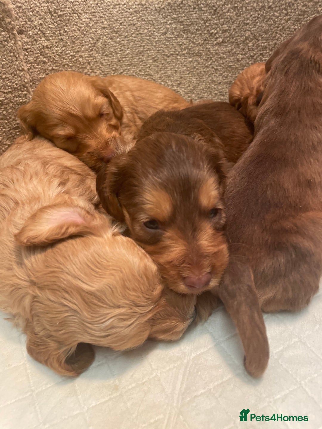 Cockapoo dogs for sale: Beautiful cockapoos - Image 2