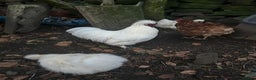 Chickens poultry for sale: Pure white silky male- proven breeder.  - Advert 10