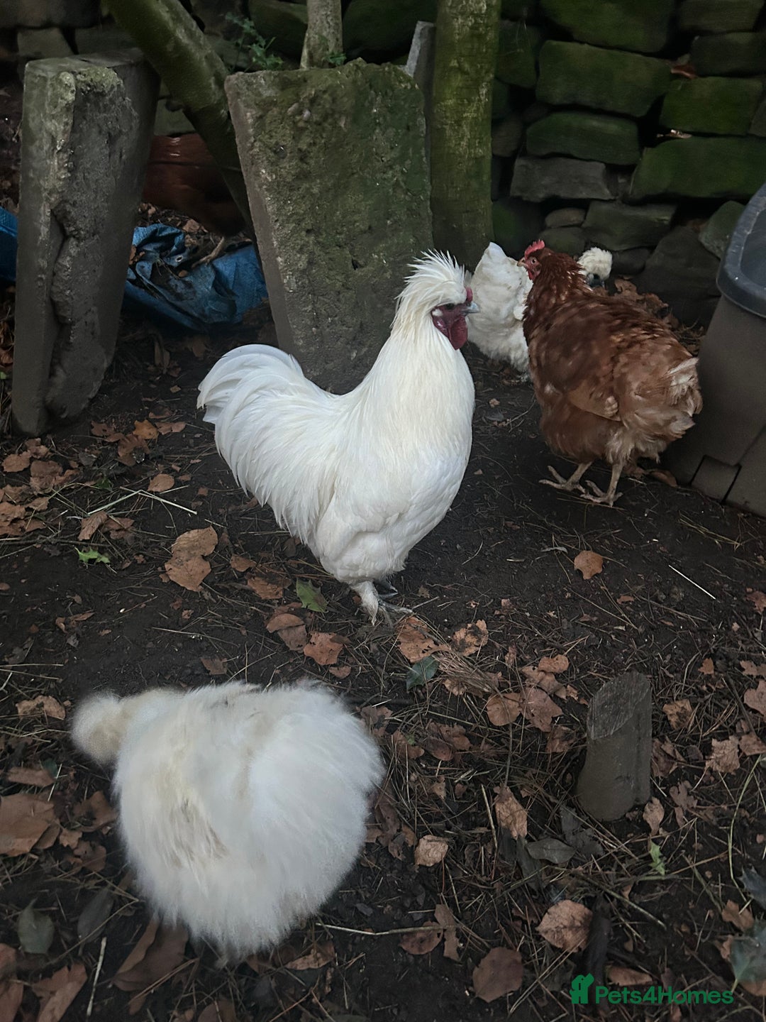 Chickens poultry for sale: Pure white silky male- proven breeder.  - Advert 10