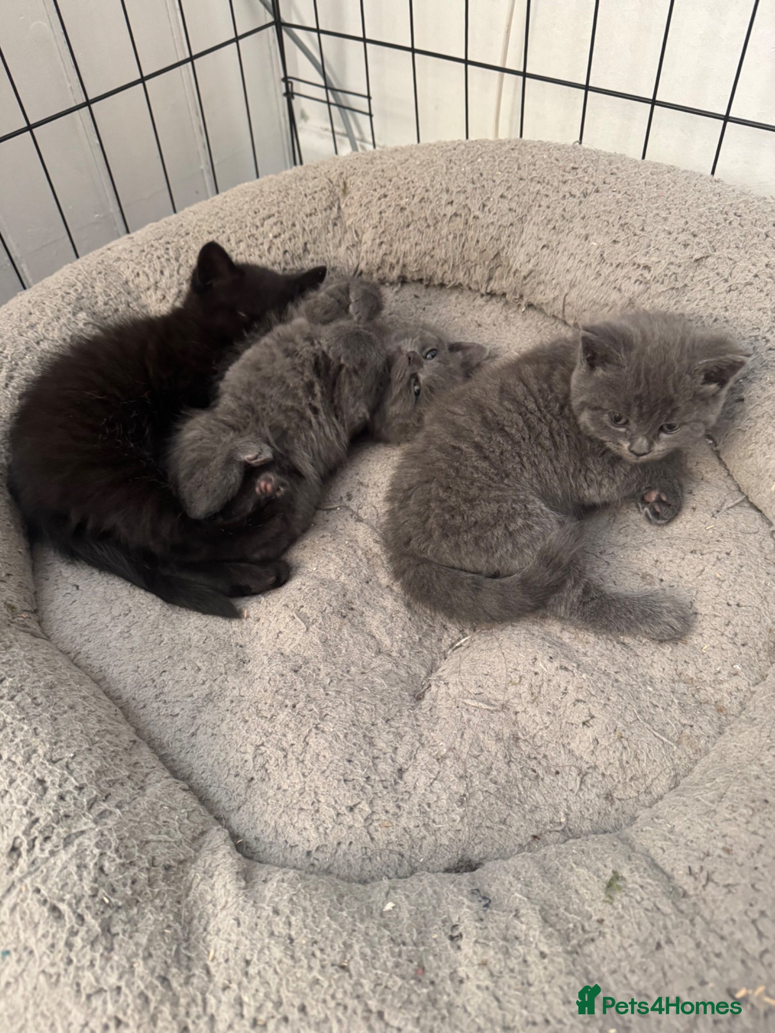 Mixed Breed cats for sale: Mixed breed kittens. - Advert 5