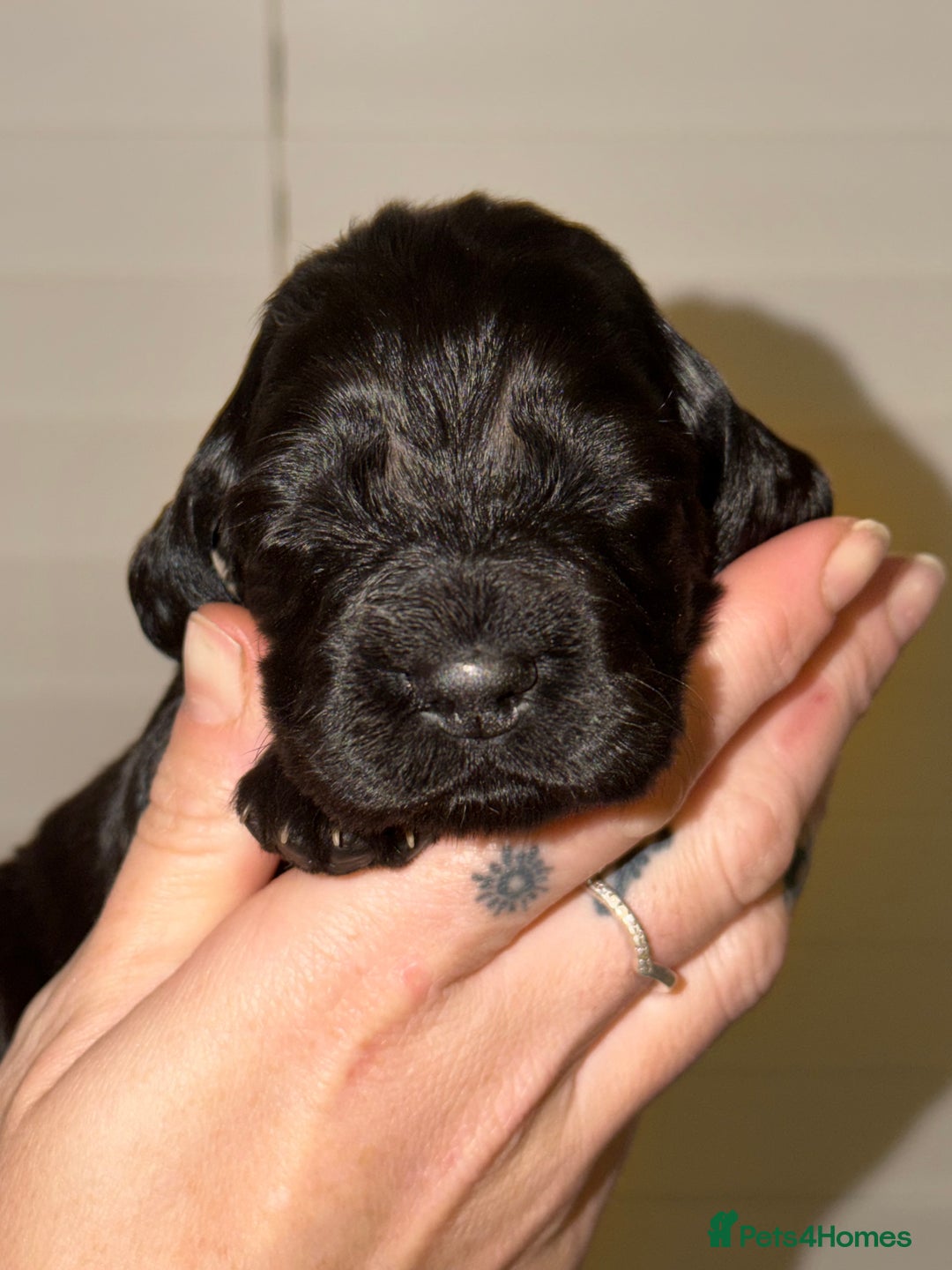 Sprocker dogs for sale: Sprocker pups  - Advert 5