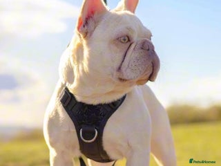 French Bulldog dogs in Basildon - Advert 10
