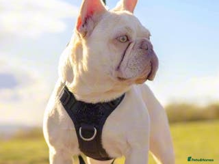 French Bulldog dogs Lilac tan pink testable fluffy French bulldog stud in Basildon - Advert 23