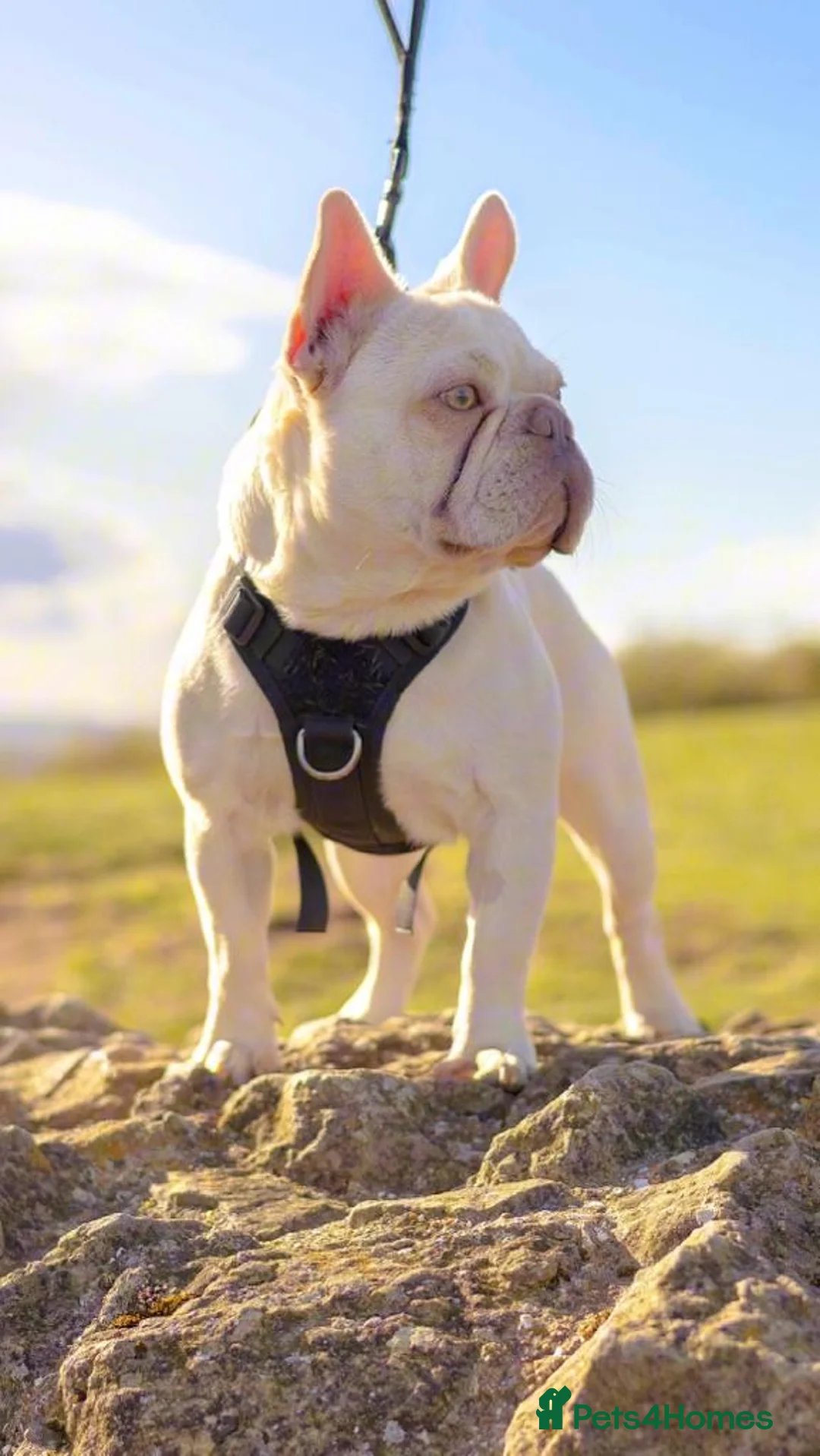 French Bulldog dogs for stud: Lilac tan pink testable fluffy French bulldog stud in Basildon - Advert 1