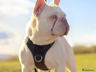 French Bulldog dogs Lilac tan pink testable fluffy French bulldog stud in Basildon - Advert 2