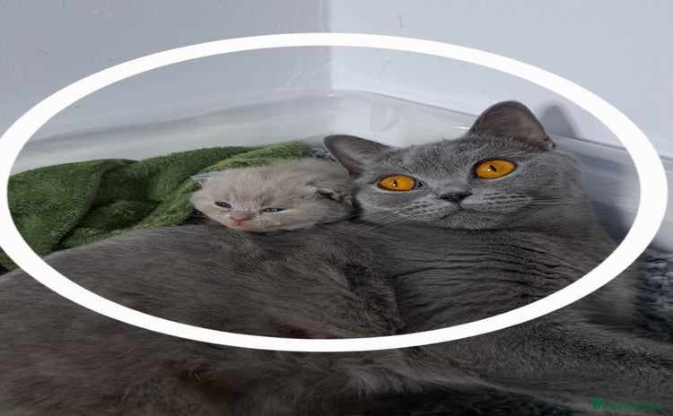 British Shorthair cats - Advert 12