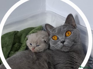 British Shorthair cats - Advert 2