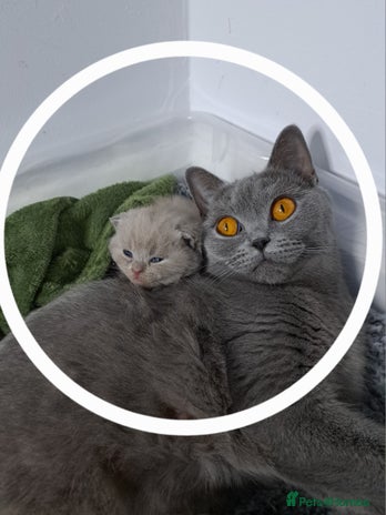 British Shorthair cats - Advert 12