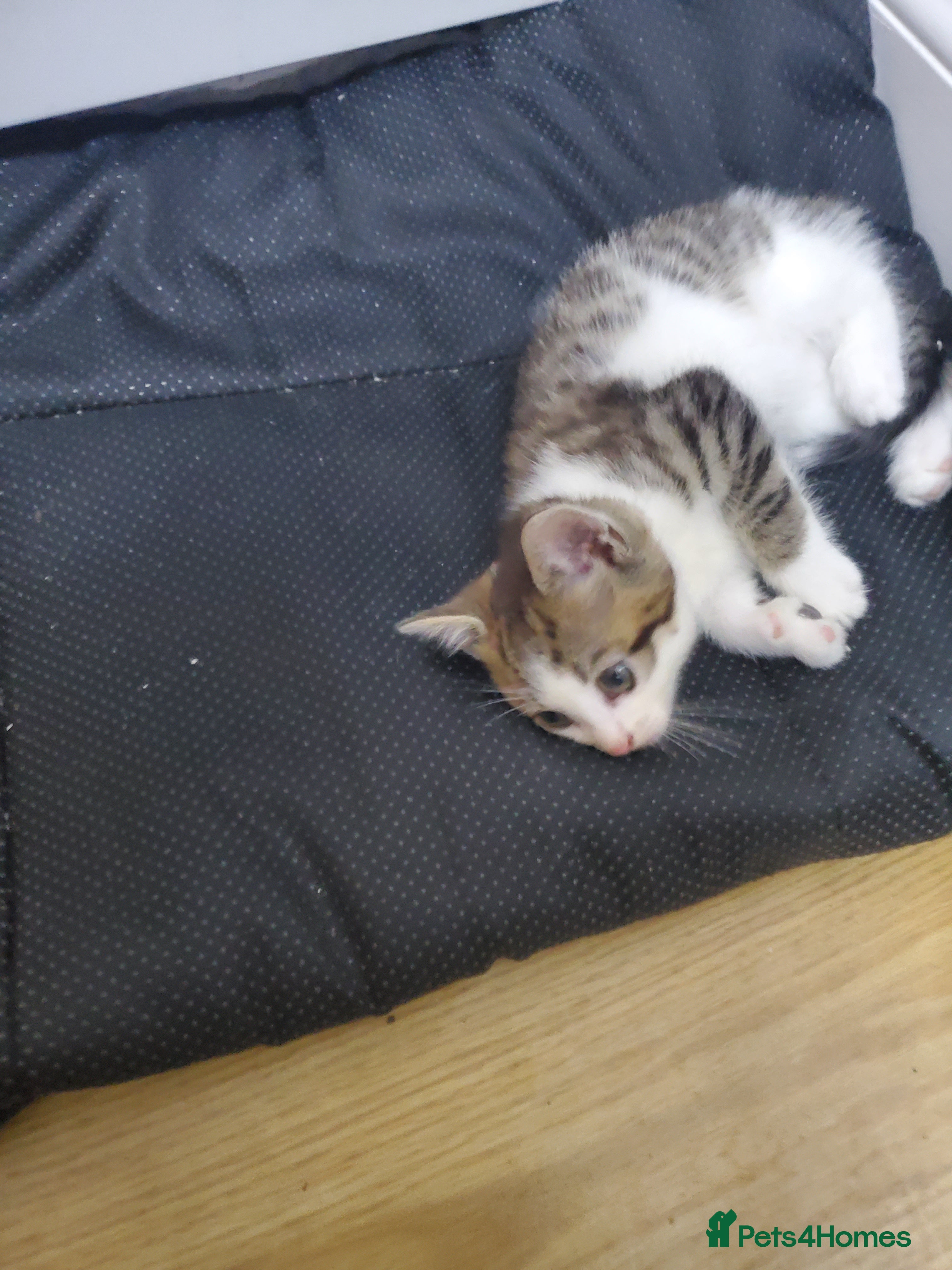 Domestic Shorthair cats Tabby and white baby girl - Advert 2