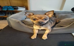 Chihuahua dogs for sale: Beautiful chihuahua puppies - Image 5