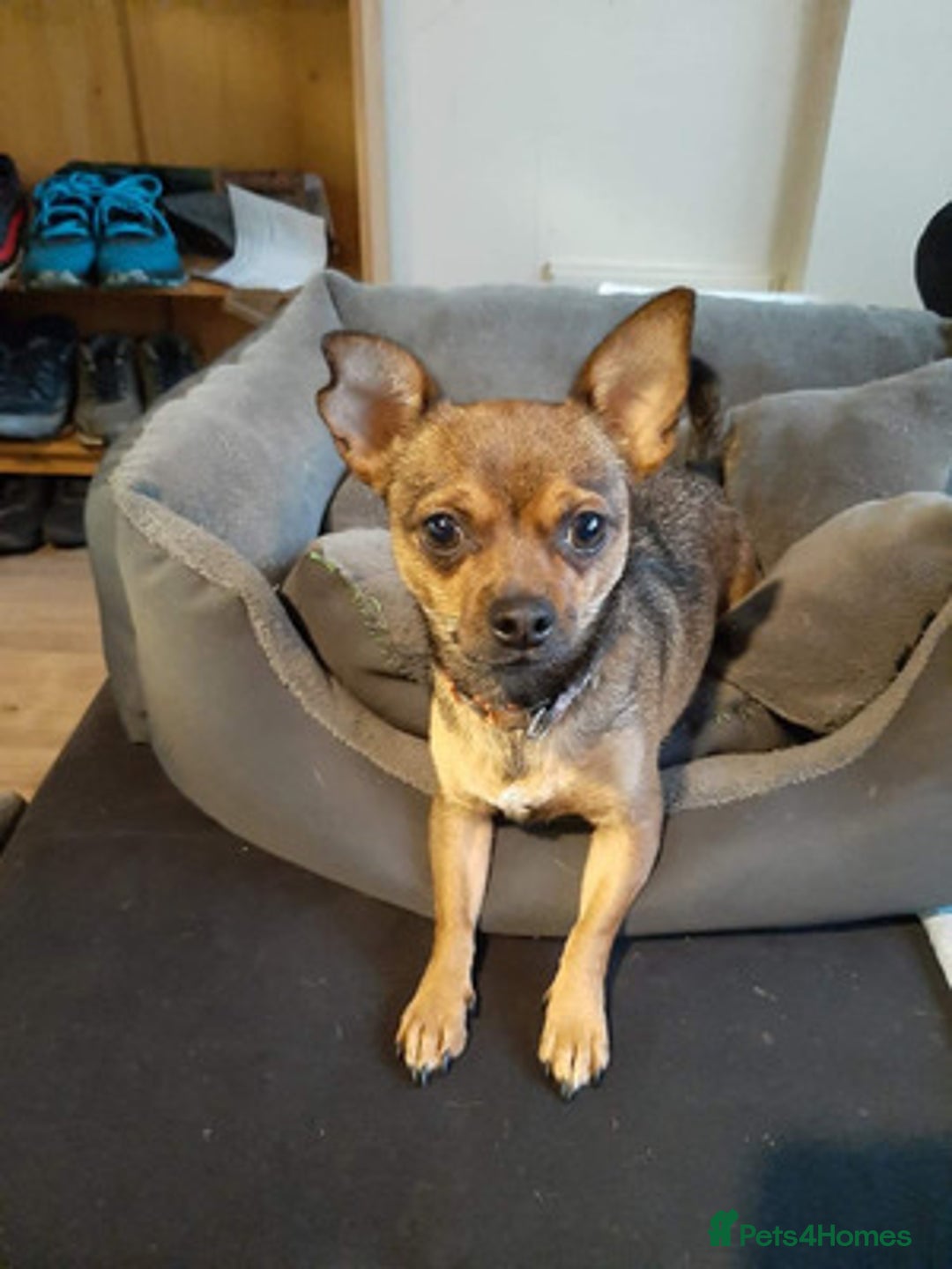 Chihuahua dogs for sale: Beautiful chihuahua puppies - Image 5