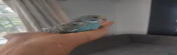 Budgerigars birds for sale: Hand reared super tame  budgie  - Advert 9