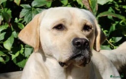 Labrador Retriever dogs for sale: Amalfilatte - Show Labrador Retriever Puppies - Image 6