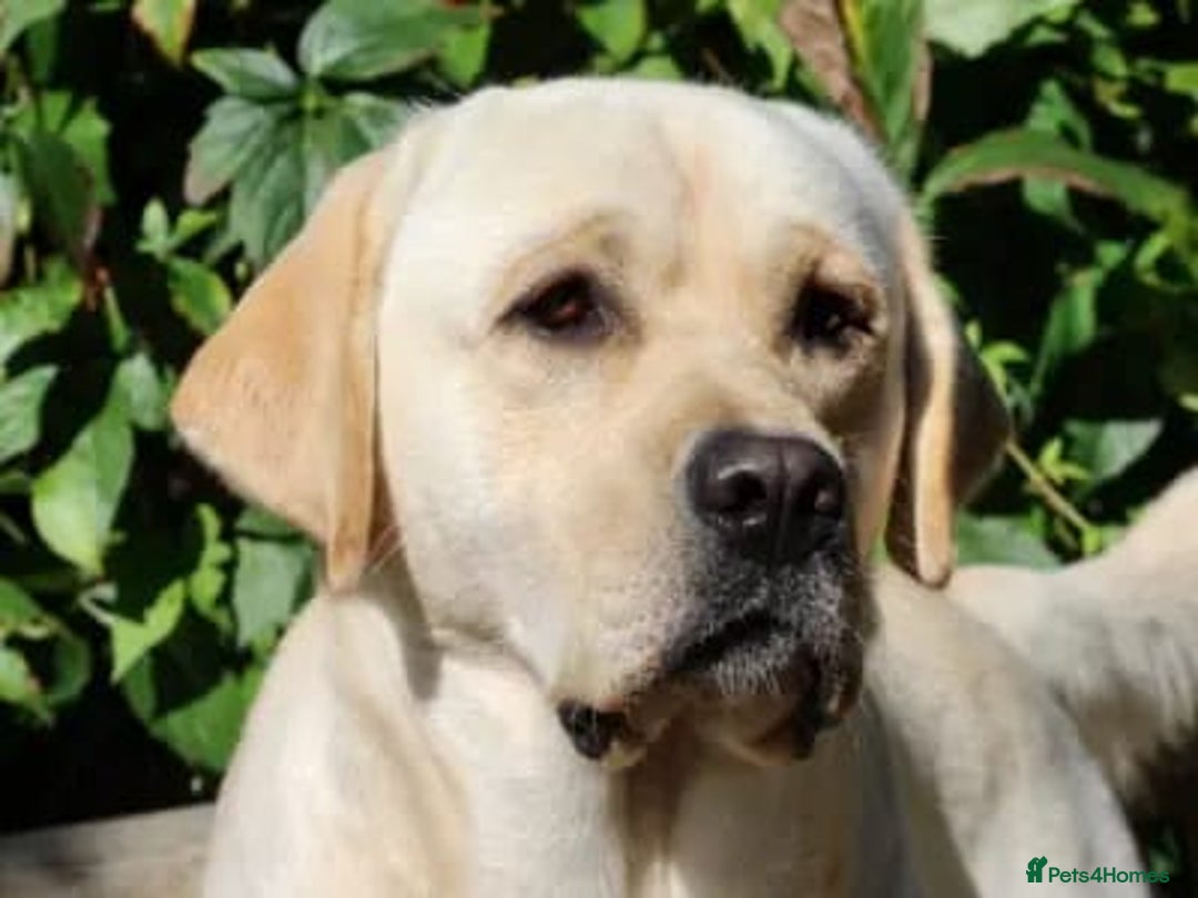 Labrador Retriever dogs for sale: Amalfilatte - Show Labrador Retriever Puppies - Image 6
