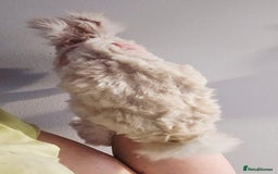 Angora rabbits for sale: Poor little man... - Image 20