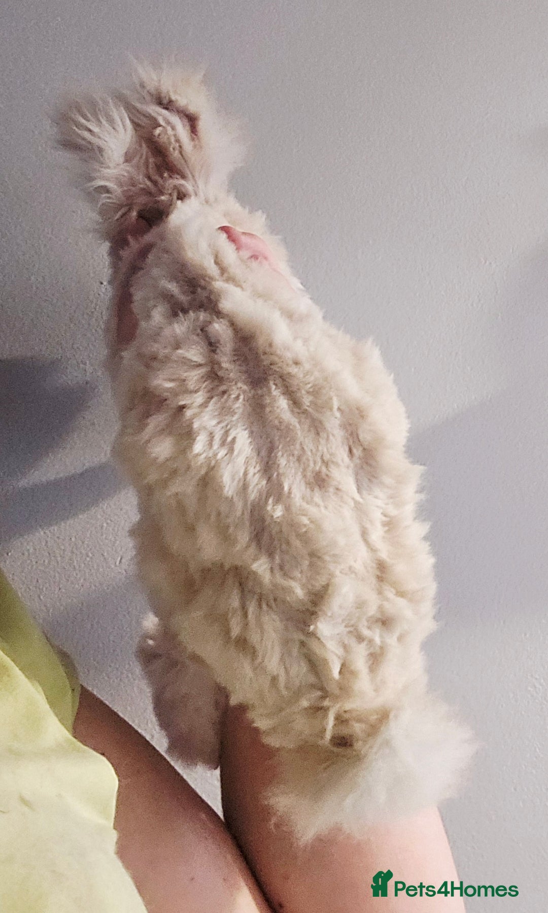 Angora rabbits for sale: Poor little man... - Image 20