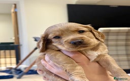 Cocker Spaniel dogs for sale: Working Cocker Spaniel Puppies - Image 4