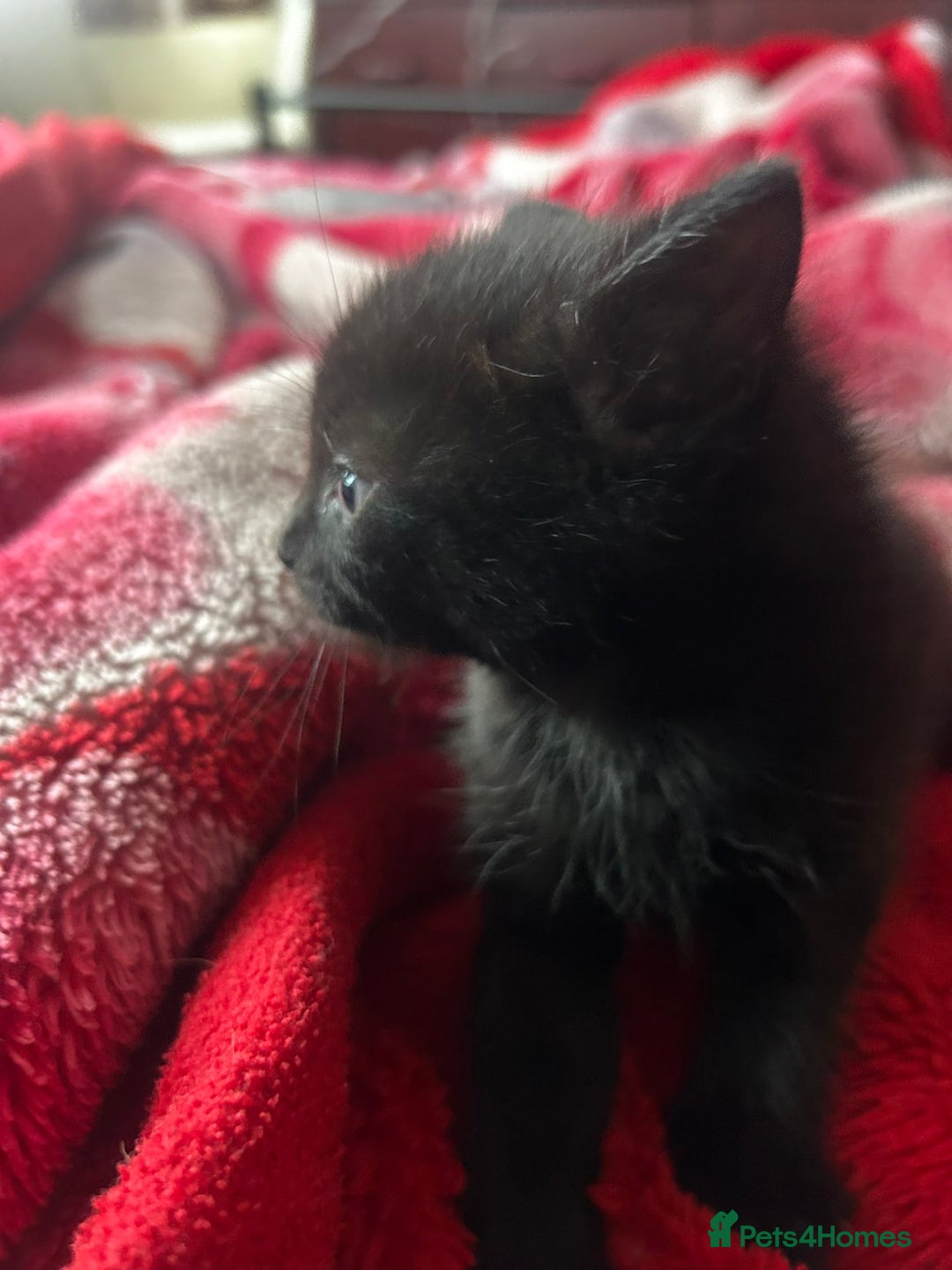 Mixed Breed cats for sale: Three kittens for sale - Advert 13