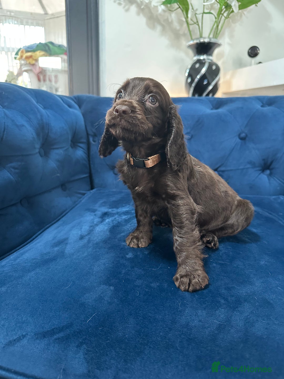 Cocker Spaniel dogs for sale: Beautiful litter of cocker spaniel pups 4 left  - Image 27