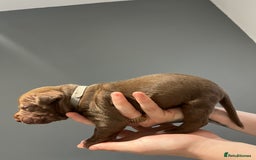 Mixed Breed dogs for sale: Staffy mix pups  - Image 16