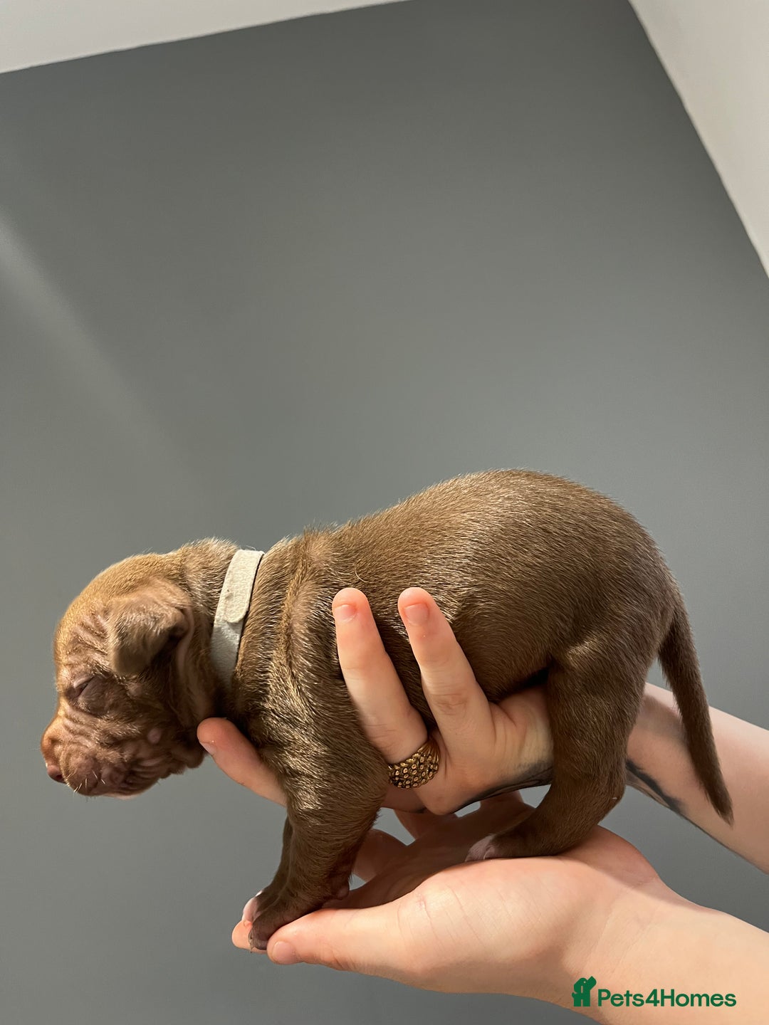 Mixed Breed dogs for sale: Staffy mix pups  - Image 16