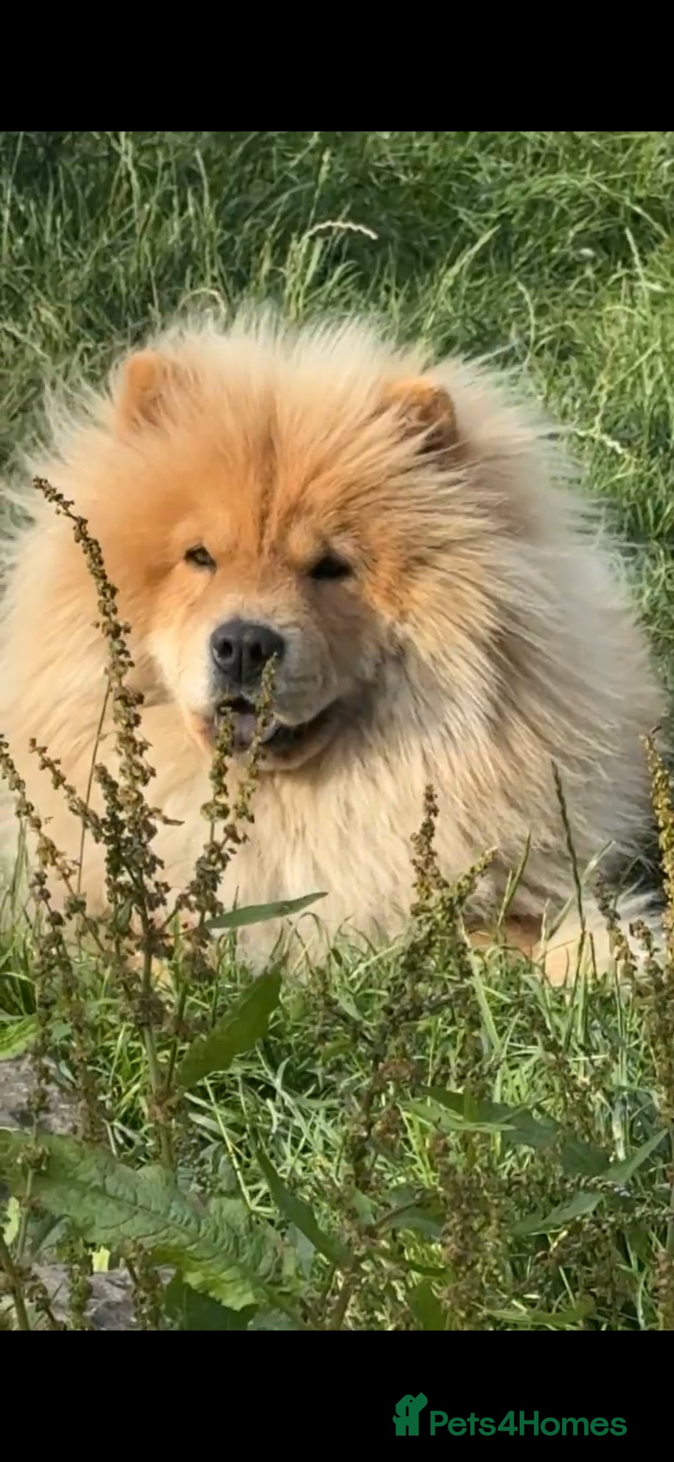 Chow Chow dogs Miss Elsa Marie  - Advert 1