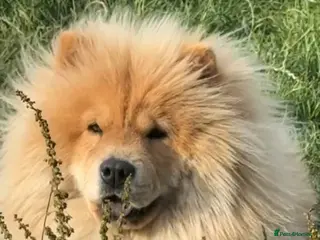 Chow Chow dogs Miss Elsa Marie - Advert 1
