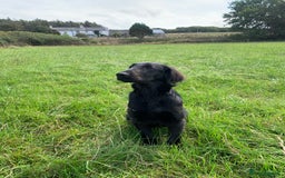 Flat coated Retriever dogs for sale: Young Flatcoated Retriever dog, basics trained - Image 5