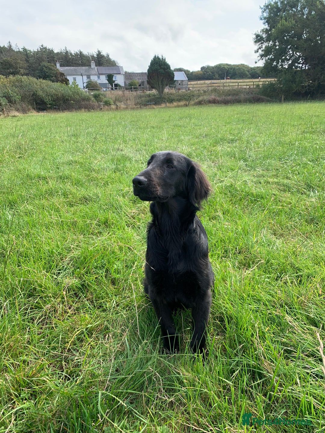 Flat coated Retriever dogs for sale: Young Flatcoated Retriever dog, basics trained - Image 5