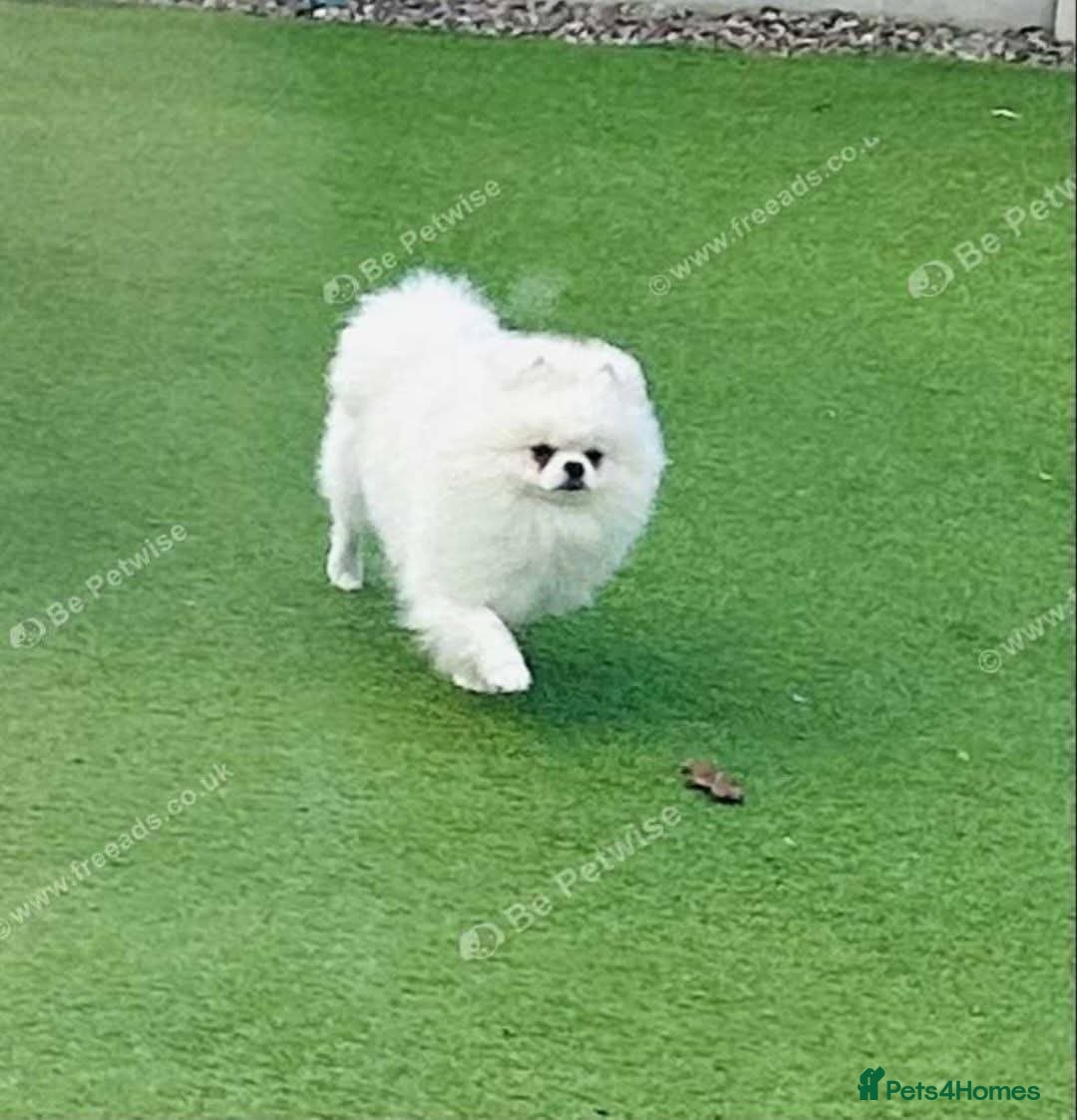 Pomeranian dogs for sale: Beautiful tiny Pomeranian Puppy   - Advert 4