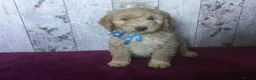 Mixed Breed dogs for sale: Cockador x poodle pups - Advert 10