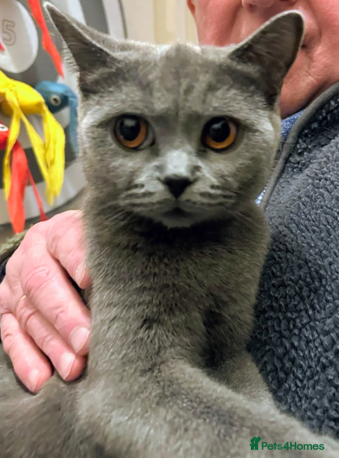 British Shorthair cats for sale: 4 kittens for sale. - Advert 2