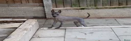 Mexican Hairless dogs for sale: Mini size girl. - Advert 9