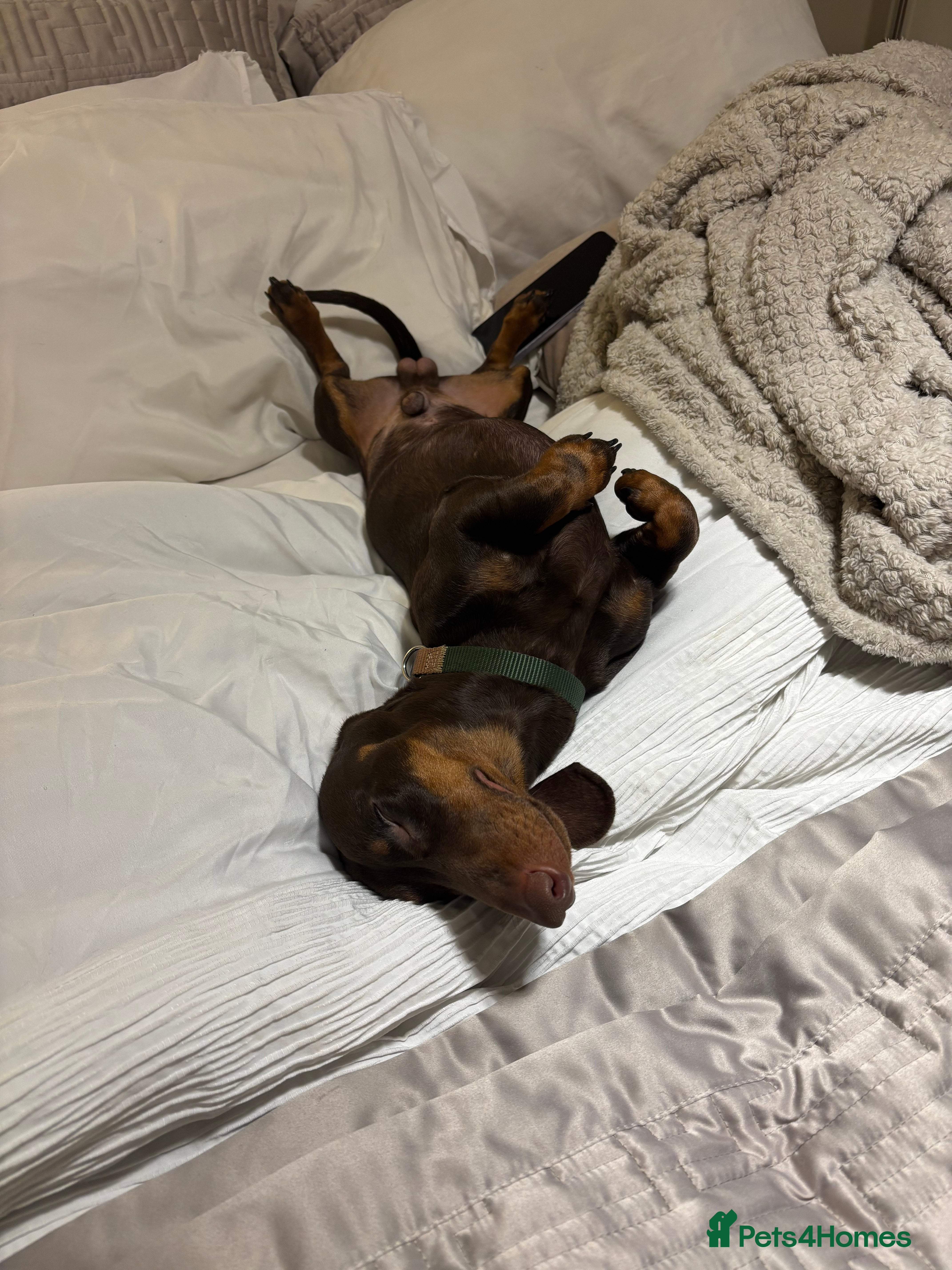 Dachshund dogs Miniature   Dachshund  - Advert 7