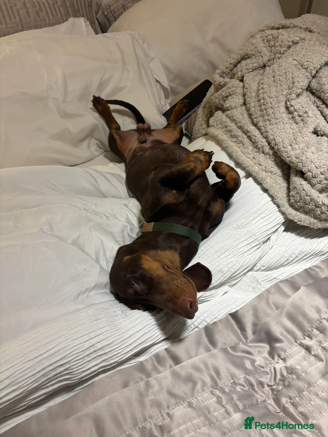 Dachshund dogs for sale: Miniature   Dachshund  - Advert 1